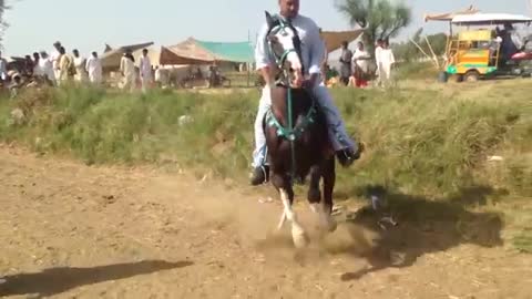 Awesome Horse Dancing On Event