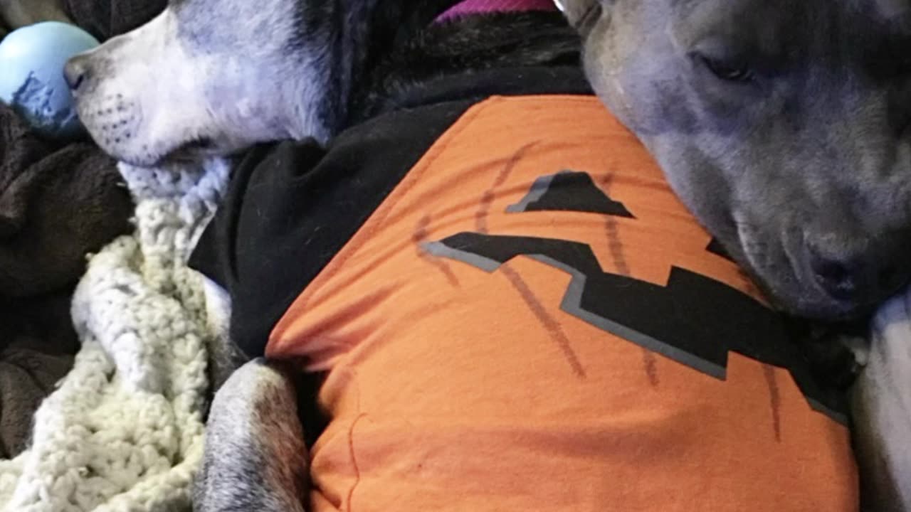 Never just a dog