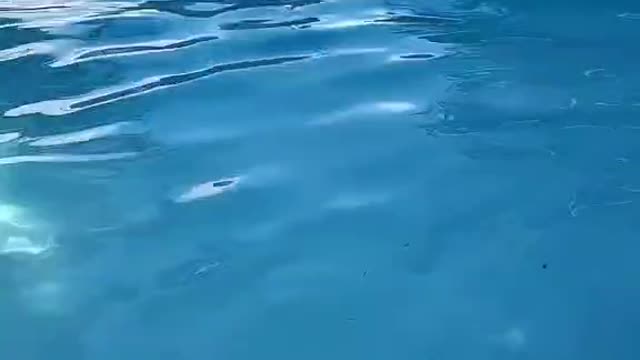 Brown people in the pooll be like