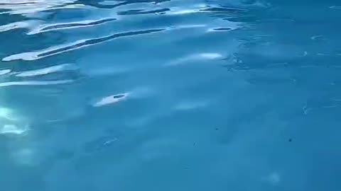 Brown people in the pooll be like