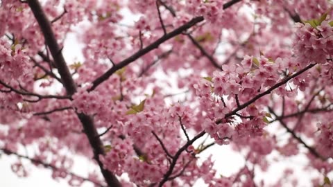 Beauty of Flower