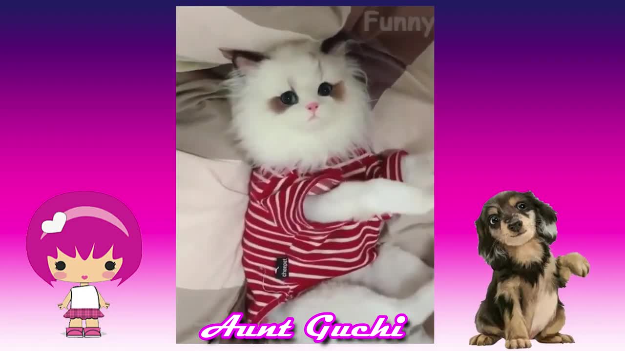 Funny funny animals