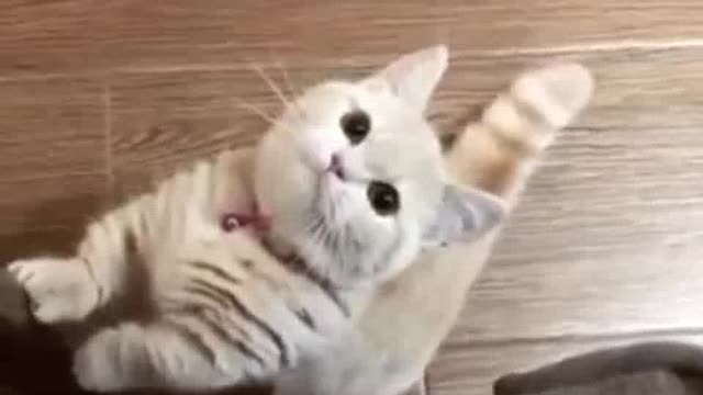Cute kitten eating