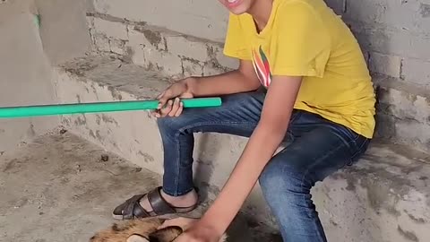 Tiger attack