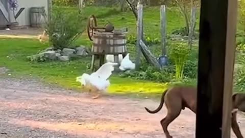 Funny animals