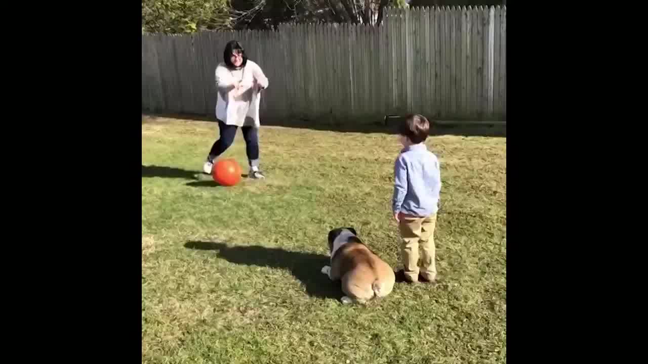 #funnydogs #funnyChallenge - Best Funny Animal Compilation 2019 | Funny Dogs, Funny Cats Videos Eve