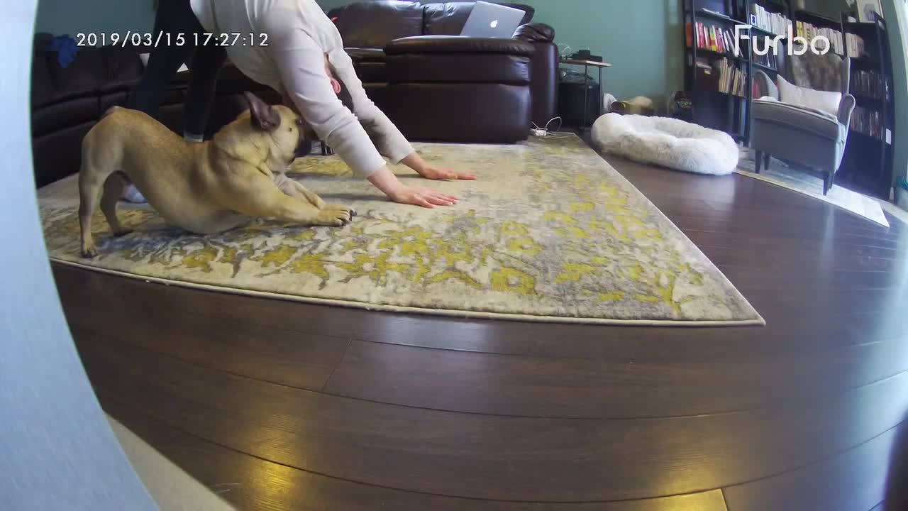French Bulldog perfectly mimics his owner movement