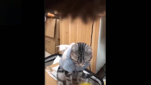 Cutest Pets ♥ Cute Baby Animals & Funny Pets Video Compilation 2021 😺 😺