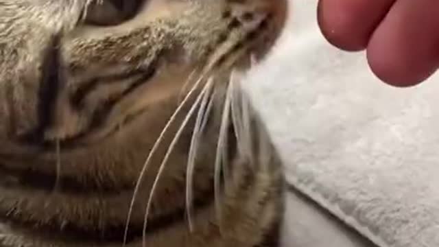 Brown cat