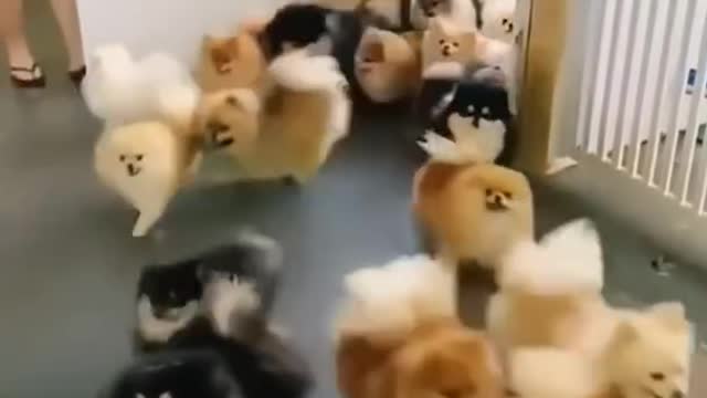 Cute dog