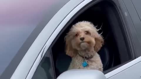 Sent on dog business in a Tesla car.