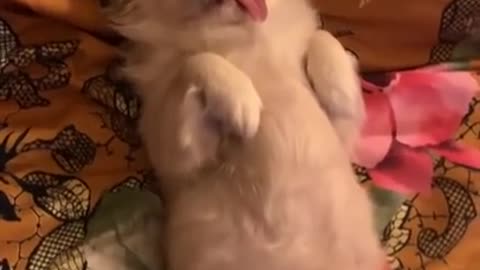 Funny dog 🤣🐕😂