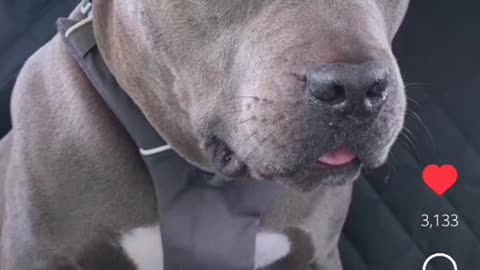 The sad truth of pitbulls😭