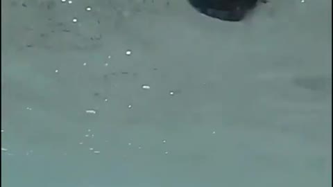 Green sea turtles laying eggs
