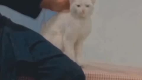 Innocent cat