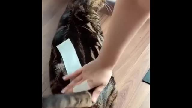 Funniest Animals 🐧 - Best Of The 2020 Funny Animal Videos 😁 - Cutest Animals