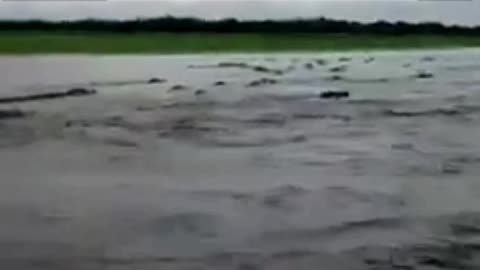 Lago infestado de jacarés