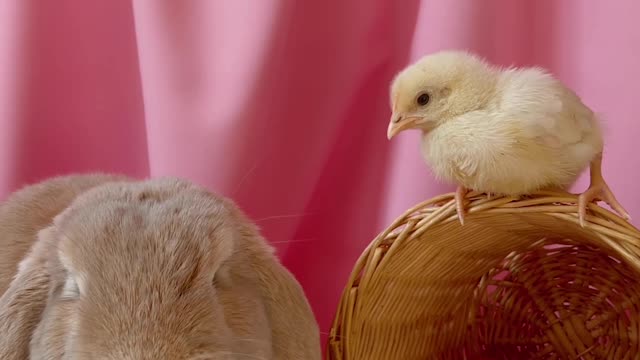 Beautiful 🤩 baby rabbit 🐰 rating videos 🥰🥰🥰🥰