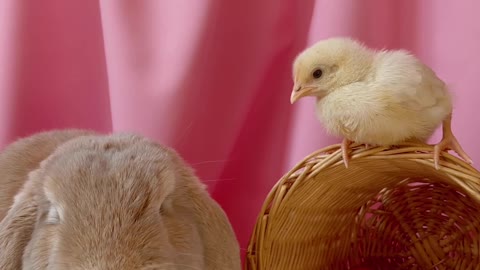 Beautiful 🤩 baby rabbit 🐰 rating videos 🥰🥰🥰🥰