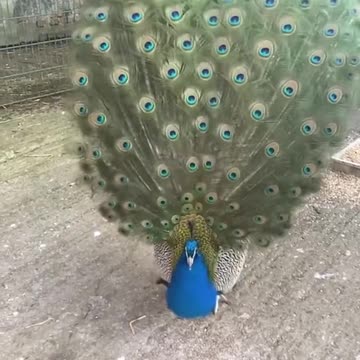 Peacock showing off its beautiful feathers 🦚