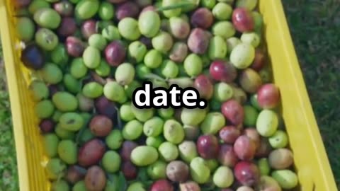 Is Your Extra Virgin Olive Oil Real or Fake? 🫒💧
