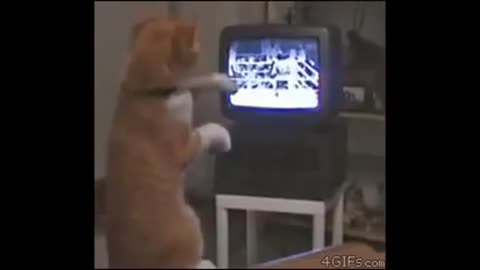 Funny video