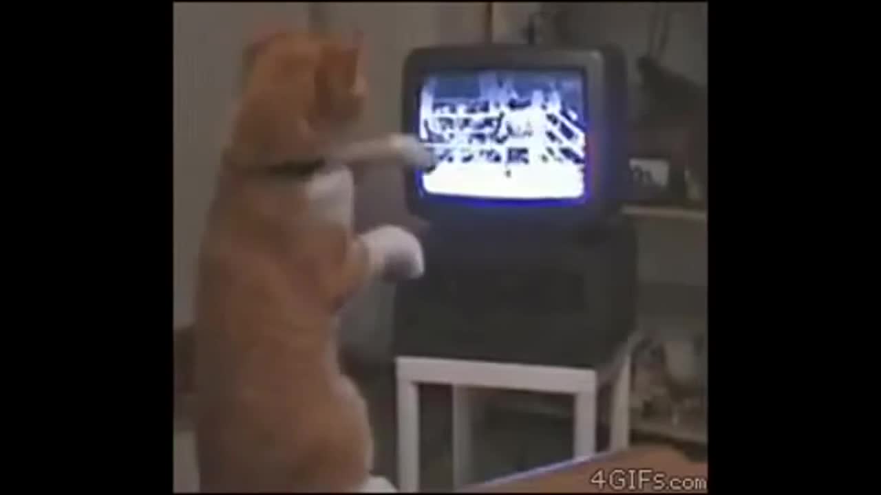 Funny video