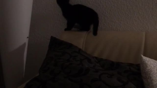 Black cat on couch tries to catch laser