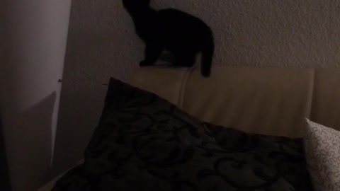 Black cat on couch tries to catch laser