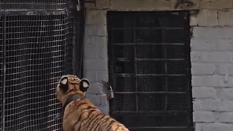 Naughty Kid Playing with Tiger Cub - Nouman