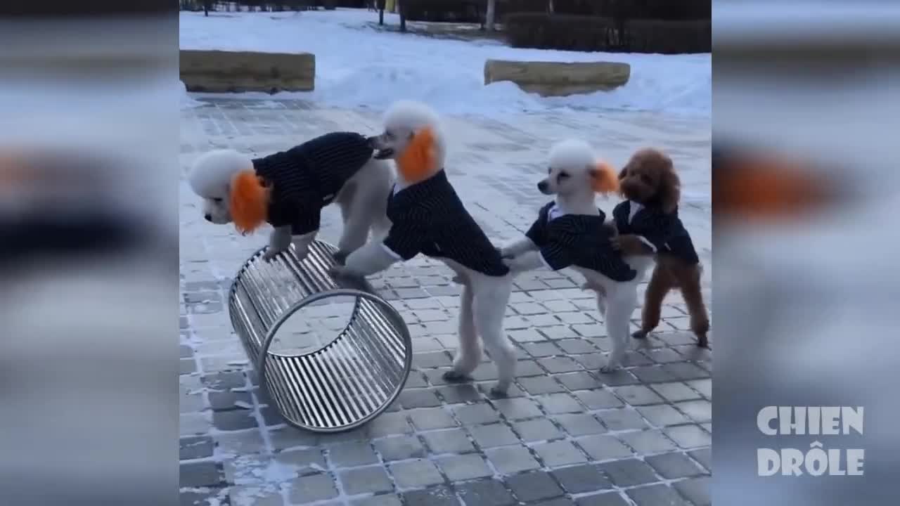 Essayer De Ne Pas Rire ✪ Vidéos Drôles de Chiens 2019 #9