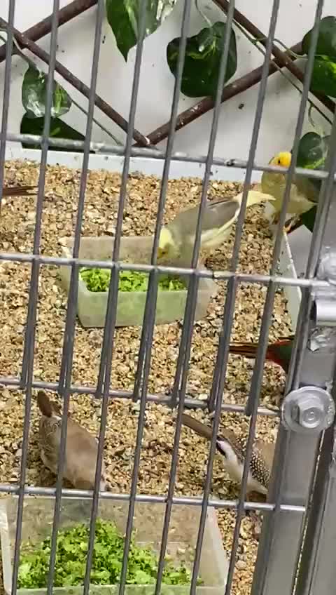 Beautiful little birds eat inside the cage