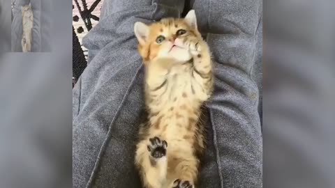 She is playing with a cat