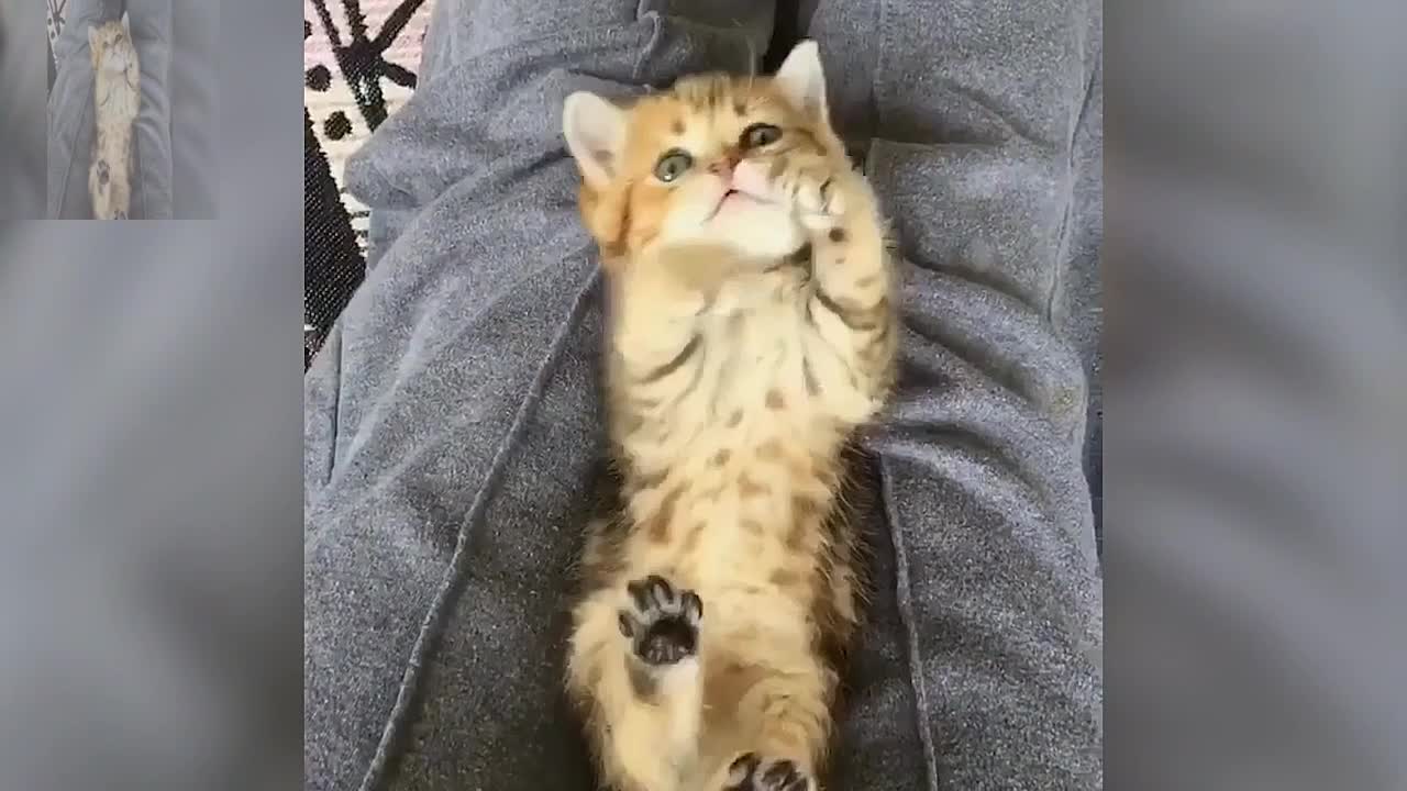 She is playing with a cat