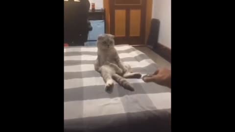 Cat funny movement