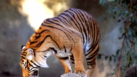 The tiger is walking,