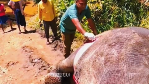 elephant cannot discharged the gas 🐘 | entertainment video
