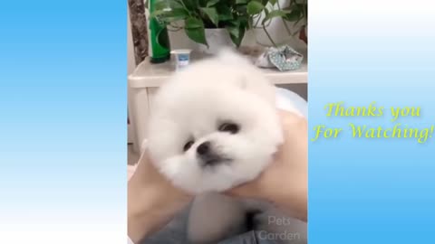 Cutie Pie Pets