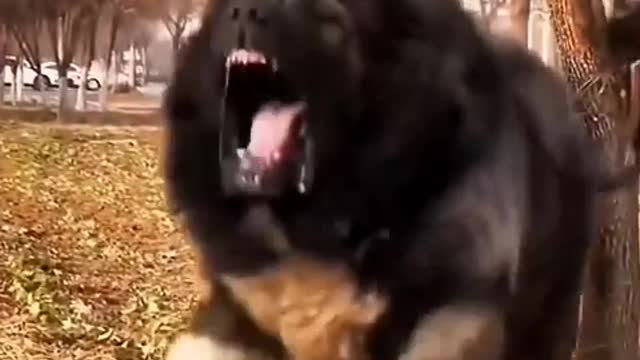 Dog lovers have a delicate heart