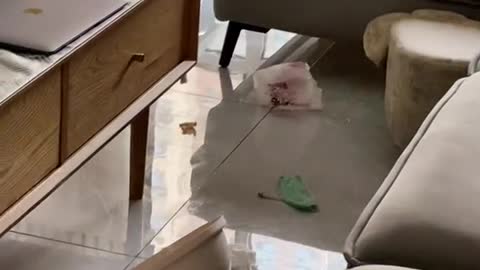 小花_#阿拉斯加 阿拉撕家不撕家的吧