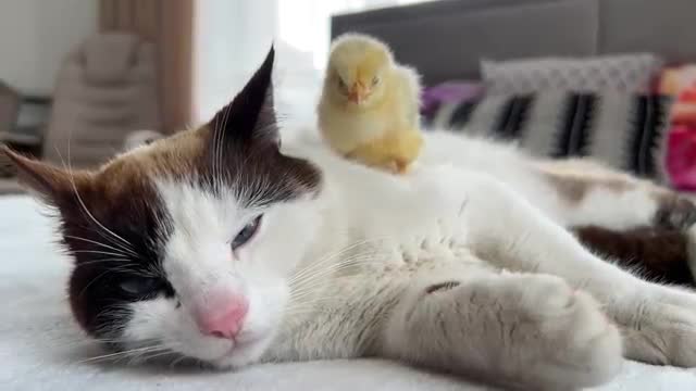 The Cat is Shocked by the Chick sleeping on it like a pillow