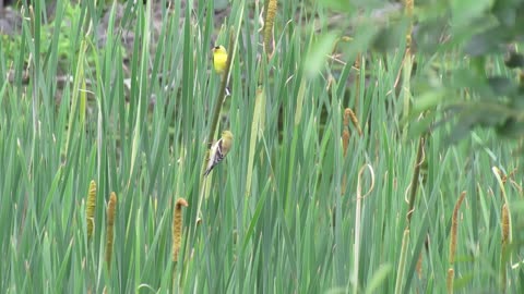 American Goldfinches
