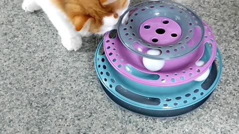Funny cat play with ball.