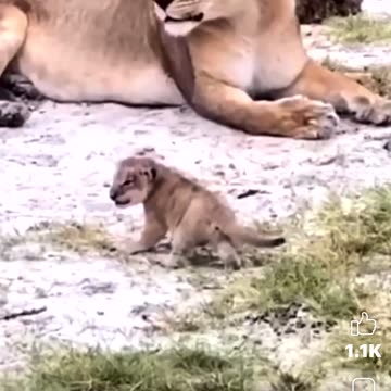Mama lion with her cube