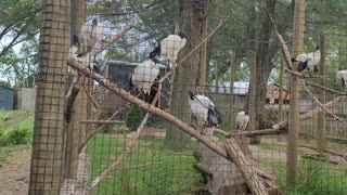 Birds hanging out