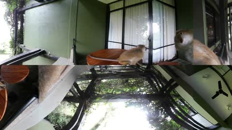 Wild FUN, video WOW 360