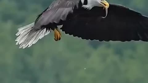 Eagle Eating Fish 🐟