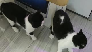 The cat fights, all the cat fur.