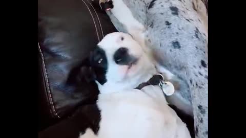 Funniest Animals 🐧 - Best Of The 2020 Funny Animal Videos 😁 - Cutest Animals Ever