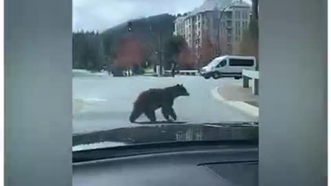 Brighten up your day with this animal video ViralHog